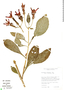 Geissomeria tetragona Lindau, Bolivia, T. J. Killeen 1004, F