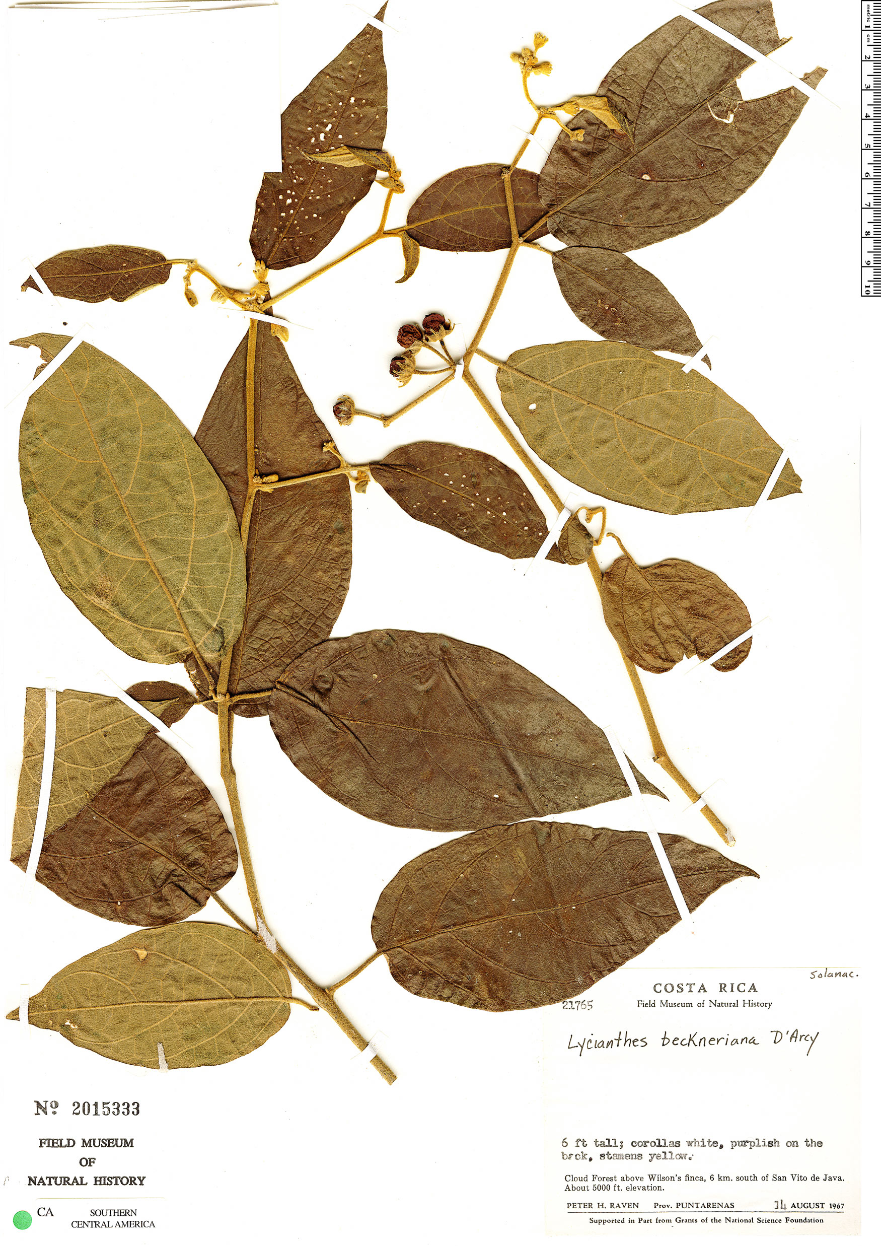 Lycianthes multiflora image