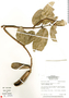 Hylenaea praecelsa (Miers) A. C. Sm., Bolivia, C. R. Sperling 6536, F