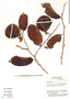 Aspidosperma rigidum Rusby, Ecuador, C. H. Dodson 8836, F