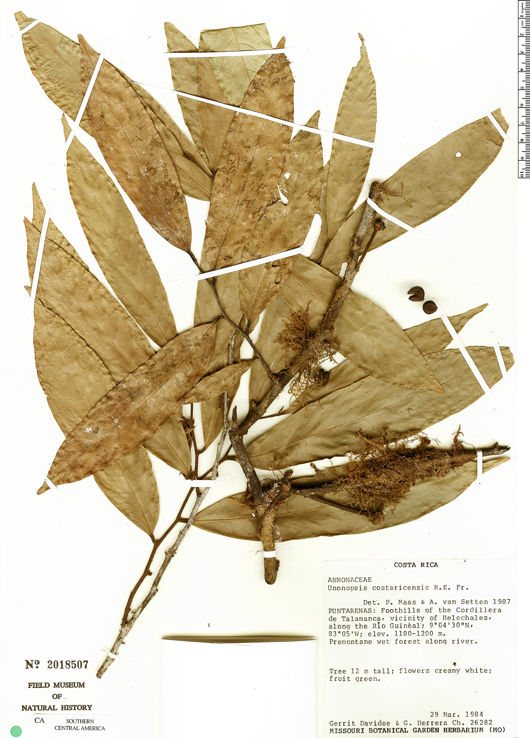 Unonopsis costaricensis image