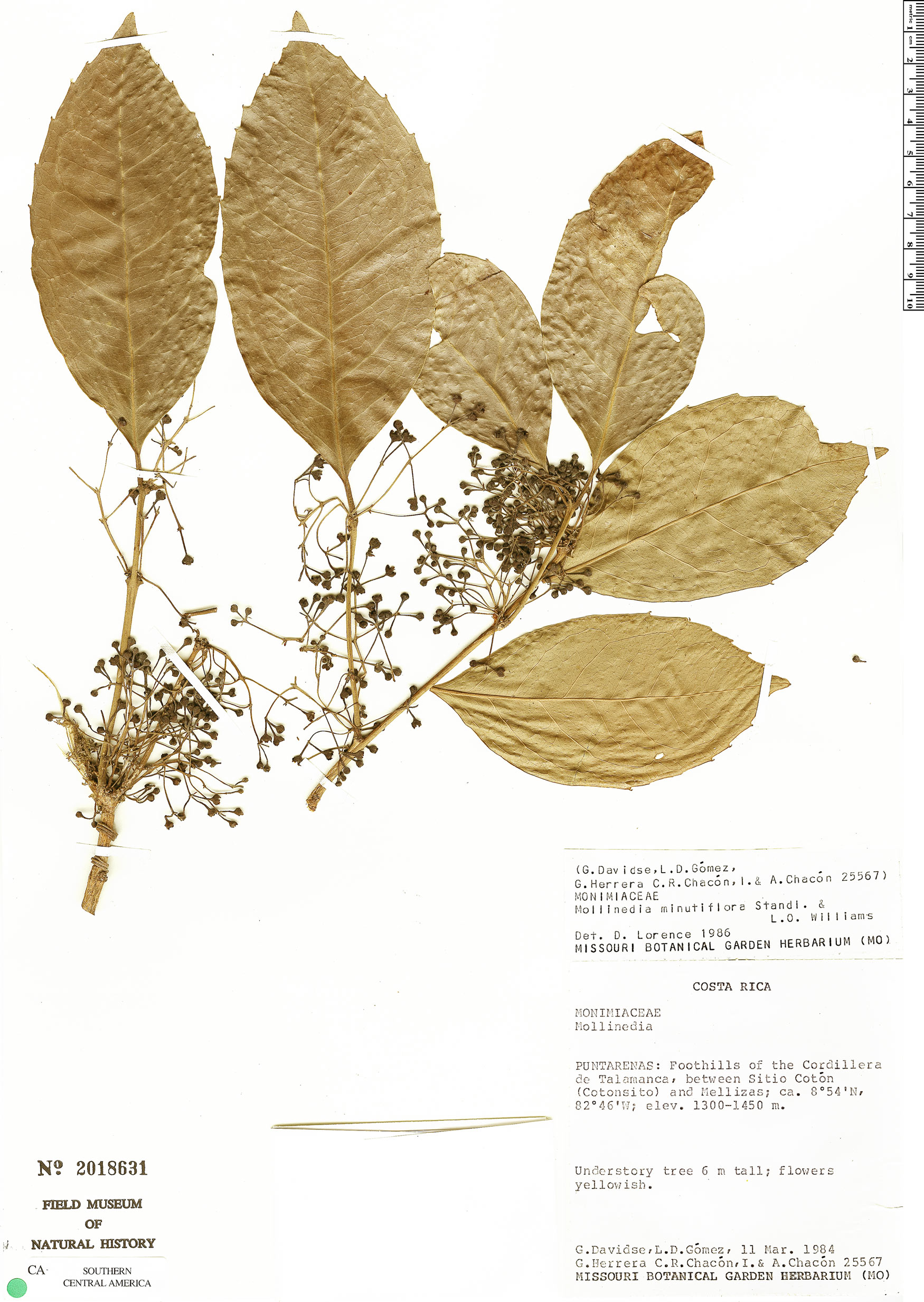 Mollinedia minutiflora image