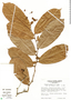 Guatteria amplifolia Triana & Planch., Costa Rica, K. Burt-Utley 6052, F