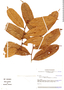 Ryania speciosa Vahl, Ecuador, J. Brandbyge 36121, F