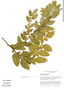 Solanum pseudocapsicum L., Bolivia, M. Nee 33731, F