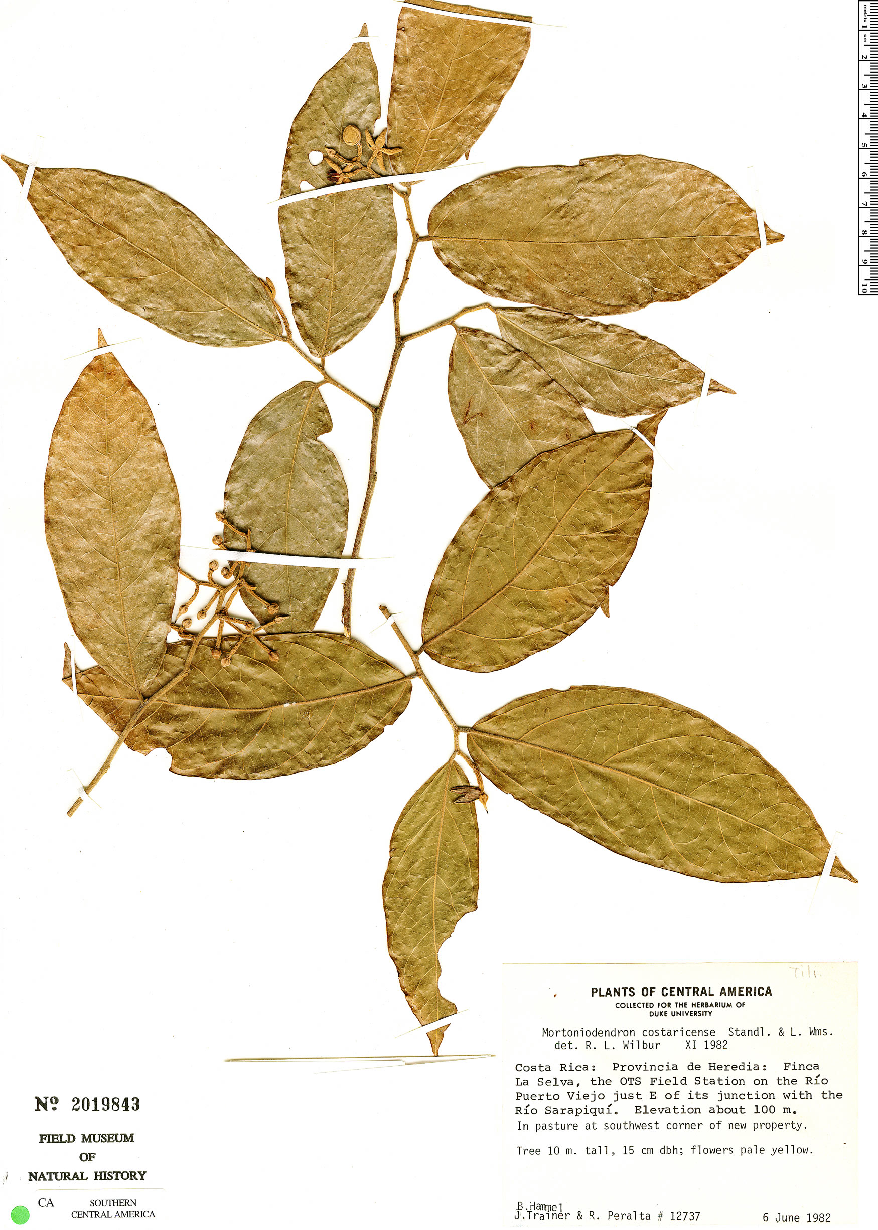 Mortoniodendron costaricense image