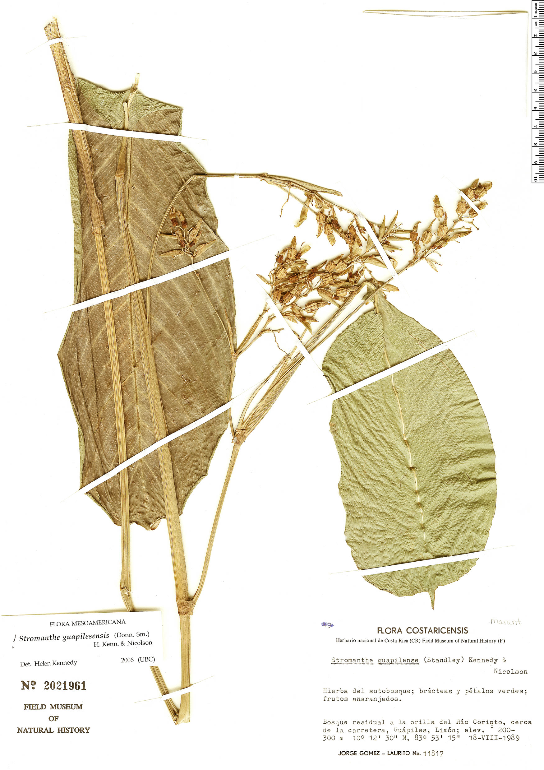 Stromanthe guapilesensis image