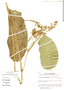 Image of Stromanthe guapilesensis