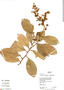 Tetracera parviflora (Rusby) Sleumer, Bolivia, E. Villanueva 802, F