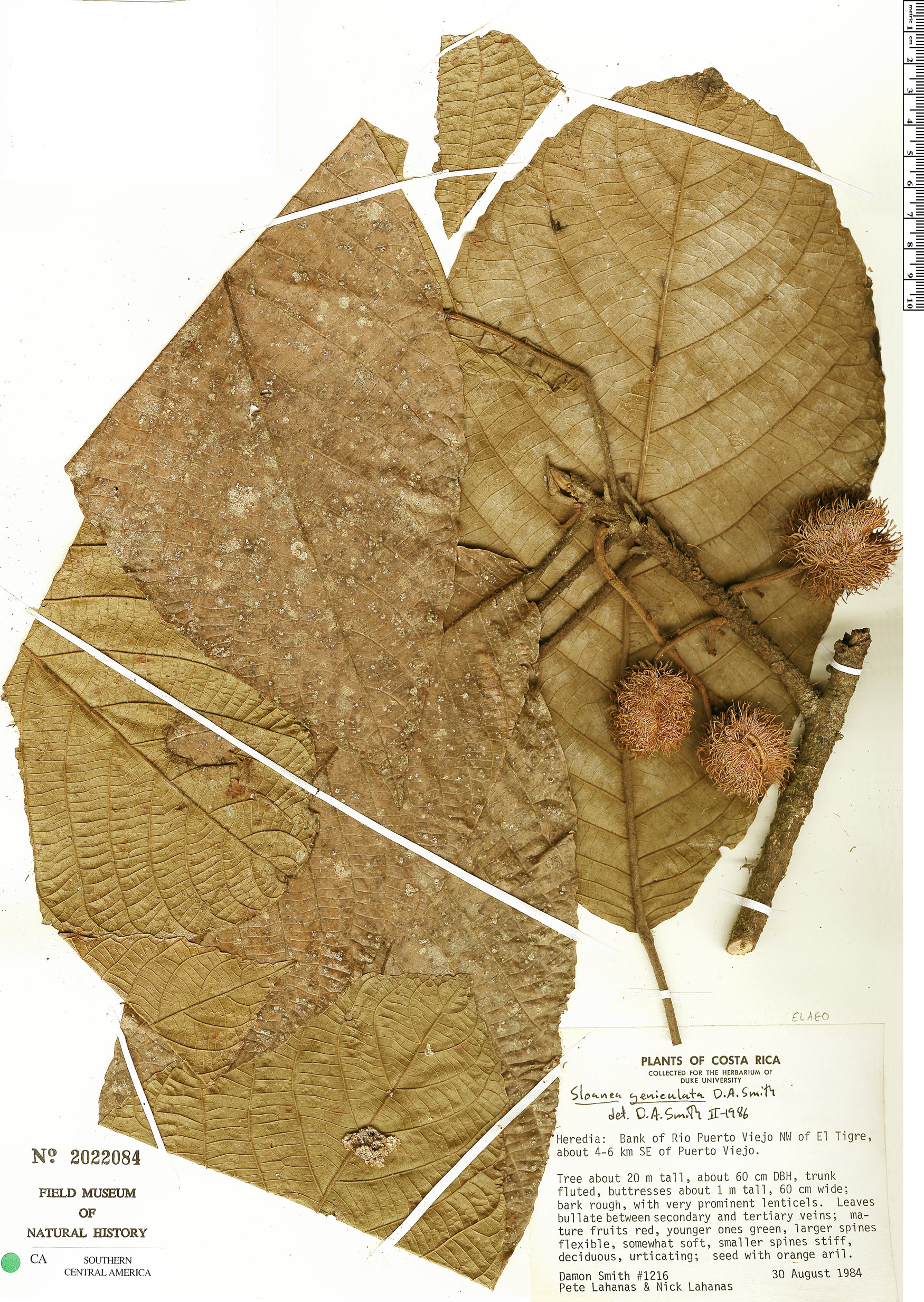 Sloanea geniculata image