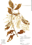 Pfaffia paniculata (Mart.) Kuntze, Peru, R. B. Foster 13261, F