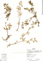 Alternanthera paronychioides A. St.-Hil., Bolivia, R. B. Foster 12437, F