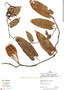 Aristolochia acutifolia Duch., Peru, R. B. Foster 12911, F