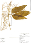 Fevillea pedatifolia (Cogn.) C. Jeffrey, Peru, R. B. Foster 12635, F