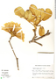 Tabebuia ochracea (Cham.) Standl., Brazil, J. H. Kirkbride, Jr. 3603, F