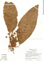 Sloanea geniculata image