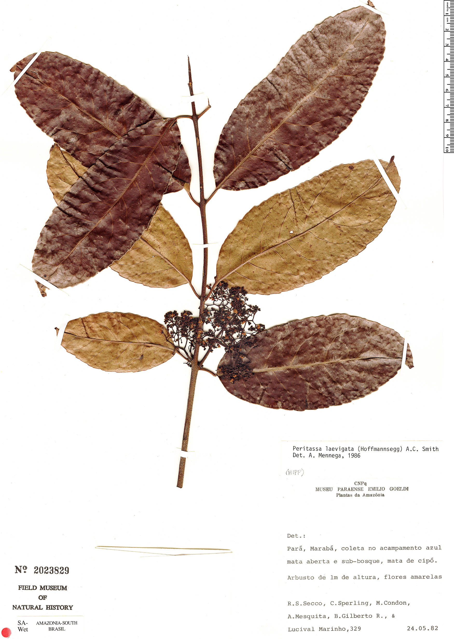 Peritassa laevigata | Herbário Rapid Reference | The Field Museum