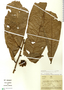 Duguetia latifolia R. E. Fr., Peru, A. H. Gentry 21059, F