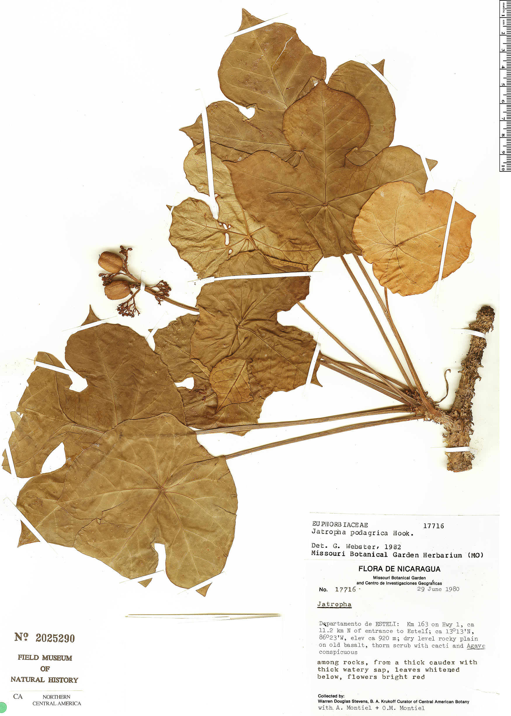 Jatropha podagrica image