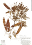 Senegalia multipinnata, Peru, G. S. Hartshorn 2647, F