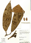 Guatteria megalophylla Diels, Peru, W. Pariona 1002, F