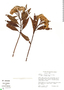 Baccharis latifolia (Ruíz & Pav.) Pers., J. L. Luteyn 6440, F