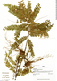 Adiantum cayennense Willd. ex Klotzsch, Peru, D. Bell 8822, F