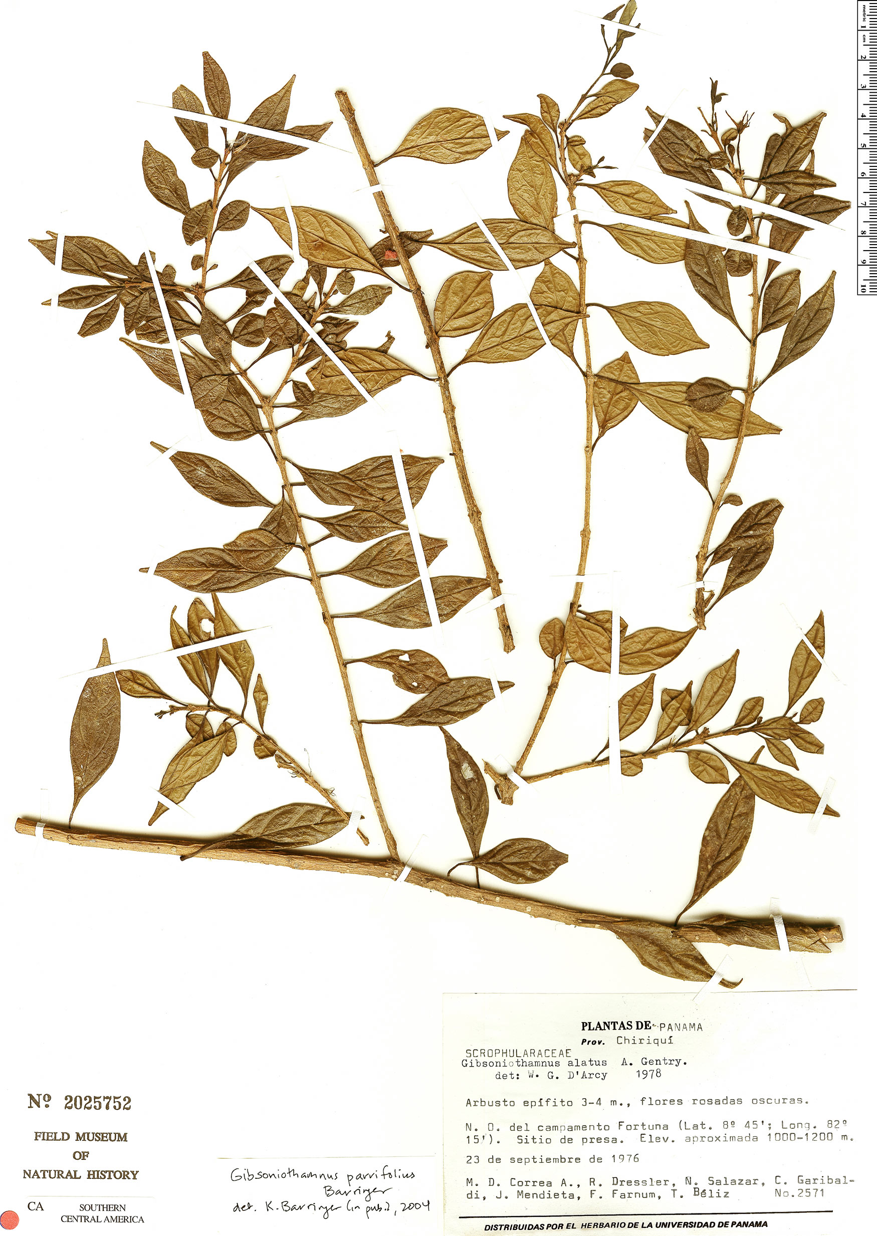 Gibsoniothamnus parvifolius image