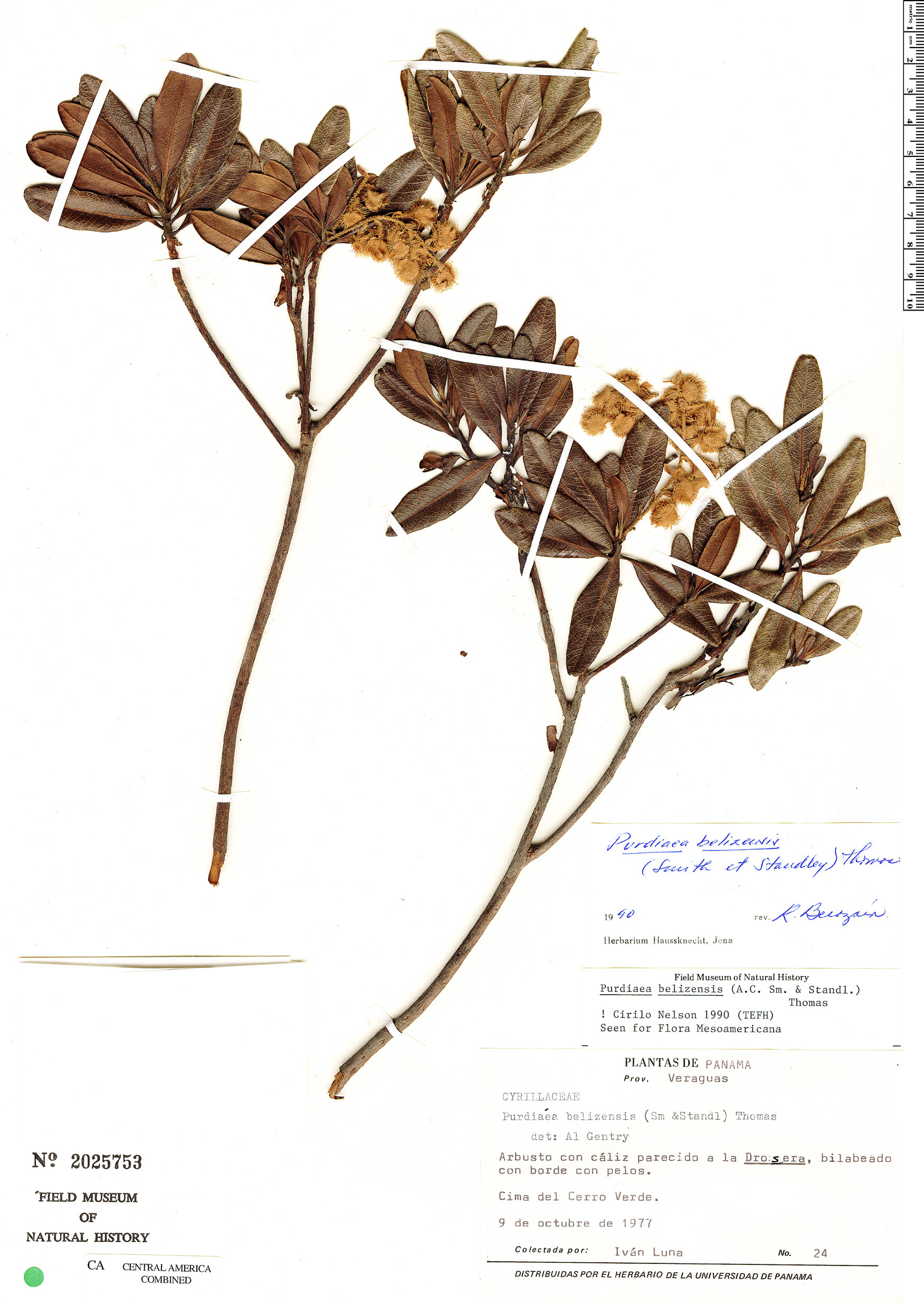 Purdiaea belizensis image