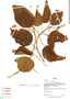 Heliocarpus americanus L., Peru, G. Shepard 2185, F