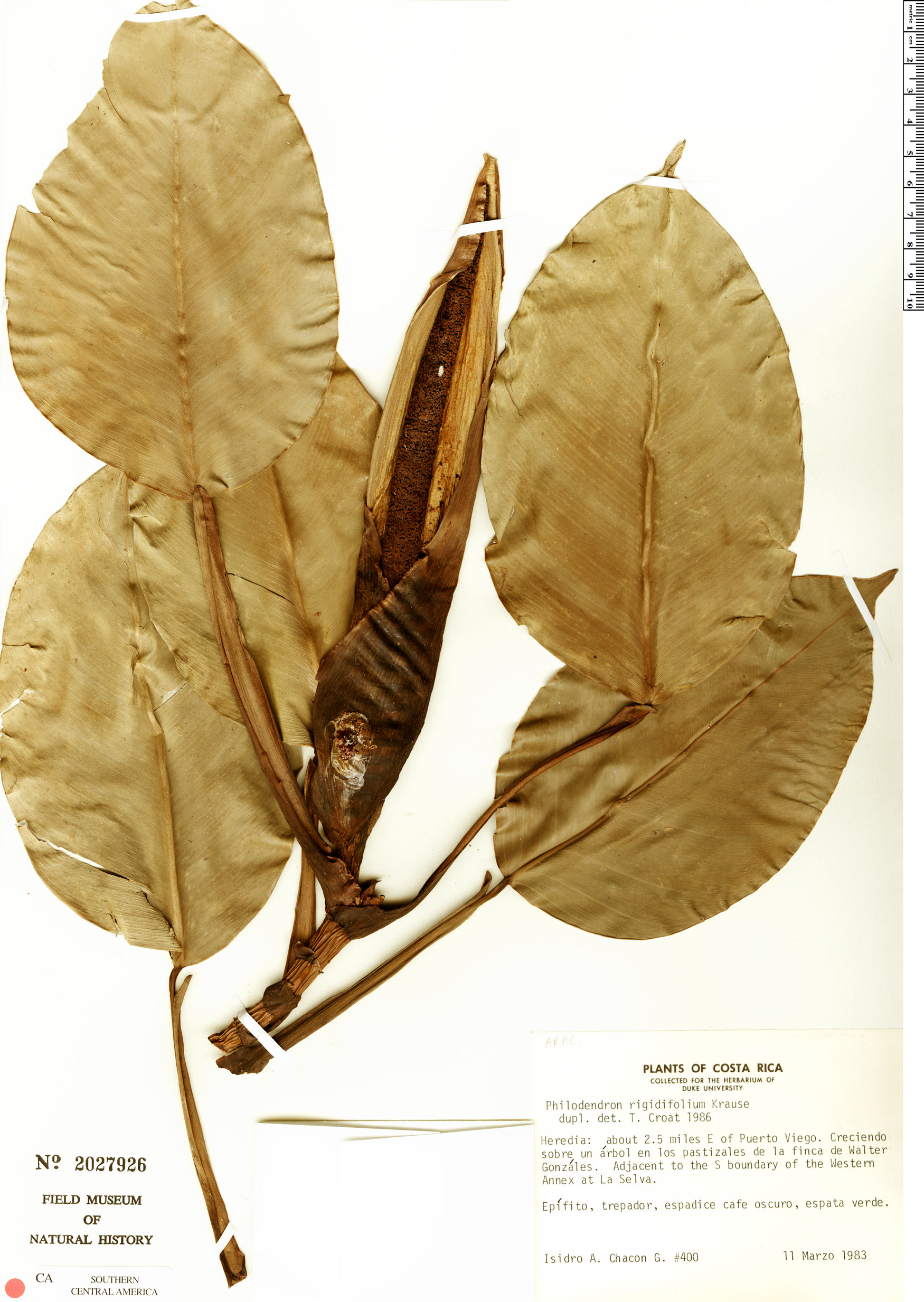 Philodendron rigidifolium subsp. rigidifolium image