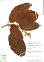 Sterculia pruriens (Aubl.) K. Schum., Venezuela, A. H. Gentry 46945, F