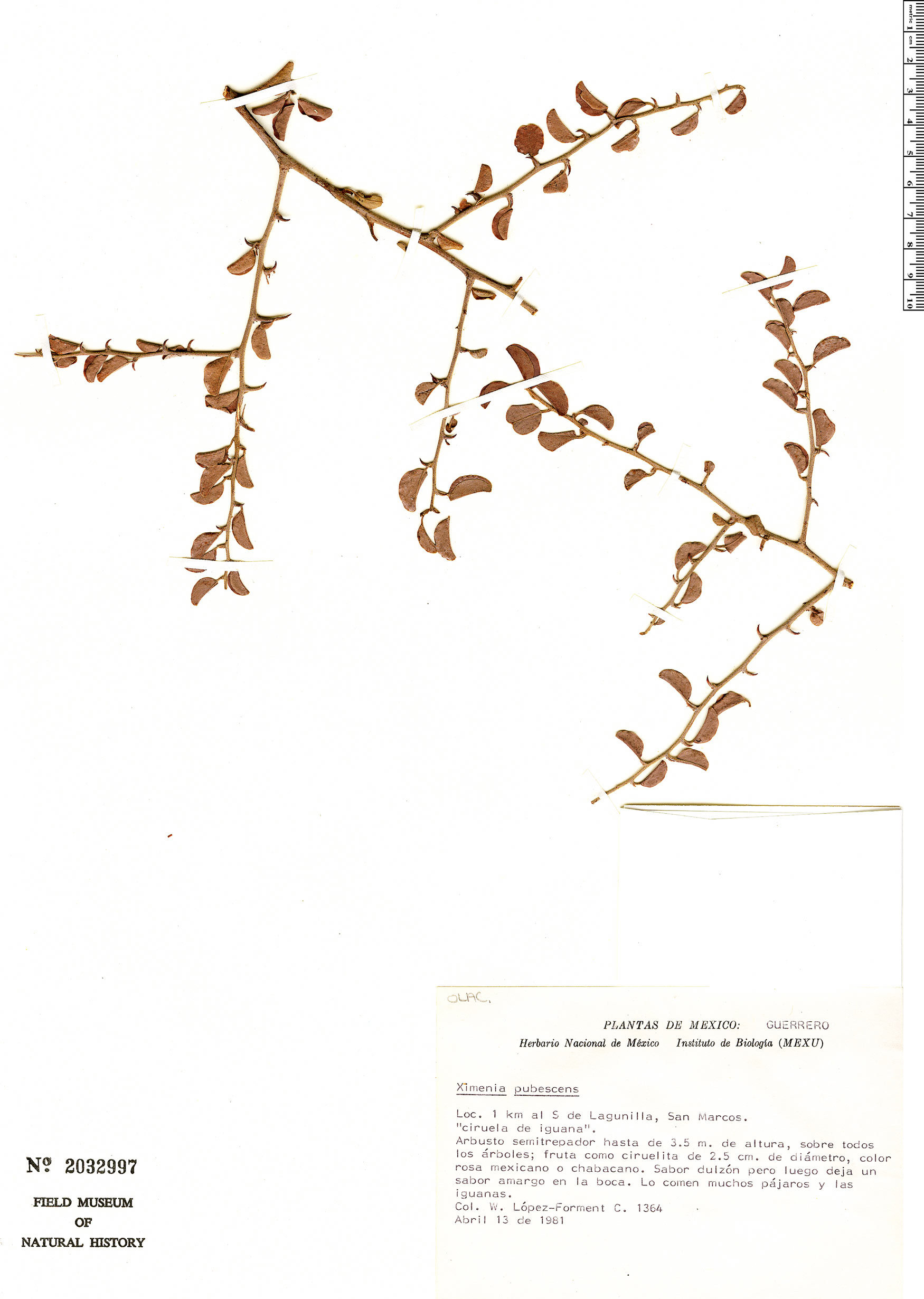 Ximenia pubescens image
