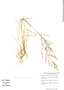 Eragrostis pectinacea (Michx.) Nees, Honduras, R. W. Pohl 14000, F