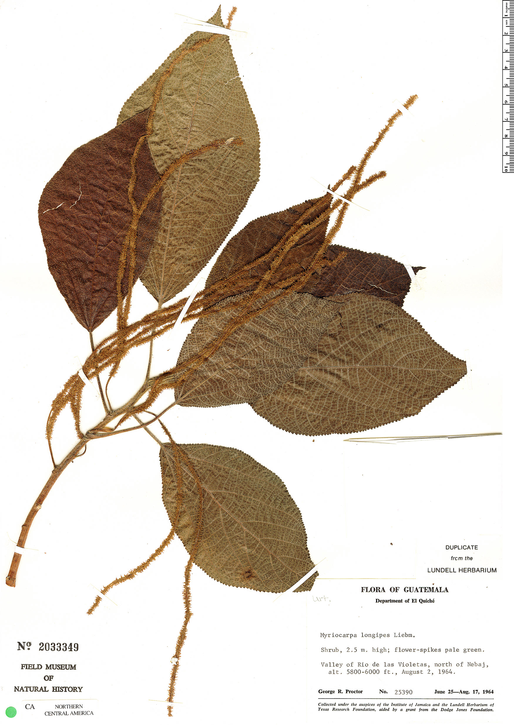 Myriocarpa cordifolia image