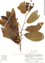 Apeiba membranacea Spruce ex Benth., Peru, S. Smith 1520, F