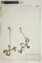 Utricularia inflata Walter, U.S.A., F