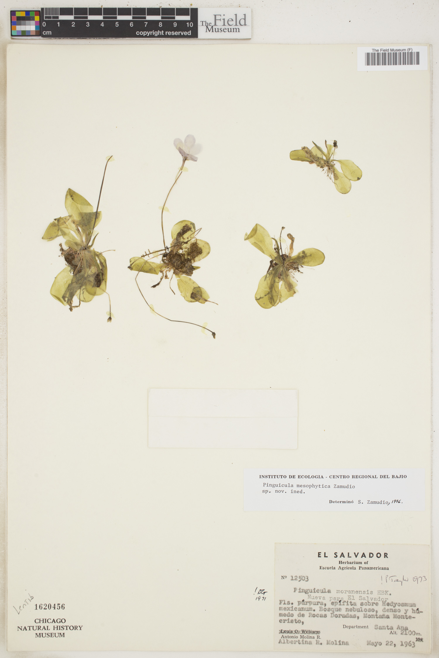 Pinguicula mesophytica image