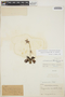 Pinguicula moranensis var. moranensis Kunth, M. Lewis 922, F