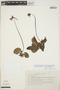 Pinguicula moranensis var. neovolcanica image