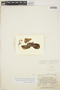 Pinguicula oblongiloba A. DC., Mexico, W. C. Leavenworth 396, F
