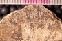 PP 19423 a-cu
