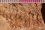 PP 19424 a1-cu