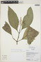 Palicourea macarthurorum C. M. Taylor, Ecuador, K. Romoleroux 2180, F
