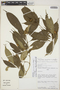 Palicourea schunkei (C. M. Taylor) C. M. Taylor, Peru, D. N. Smith 3965, F