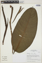 Rhodospatha latifolia Poepp., Peru, I. M. Sánchez Vega 8338, F