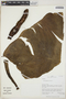 Philodendron Schott, Peru, C. Sobrevila 1952, F