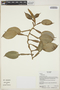 Philodendron Schott, Ecuador, K. Romoleroux 1652, F