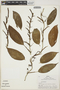 Philodendron Schott, Peru, R. B. Foster 4472, F
