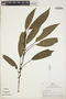 Philodendron Schott, Peru, R. B. Foster 4473, F